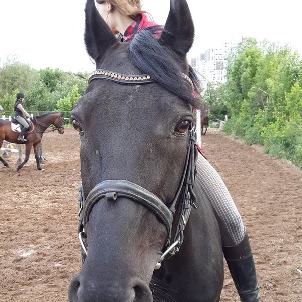 Конный спорт. Улица горный пермь. Конников 6. Конников 6. Конников 6.