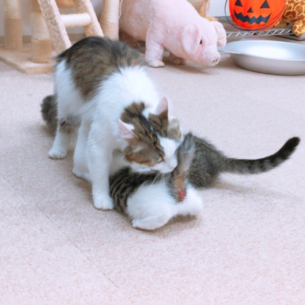 Photos At 猫カフェ Nyanchi Cafe In 野々市市