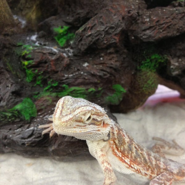 Petco Pet Store in Las Vegas