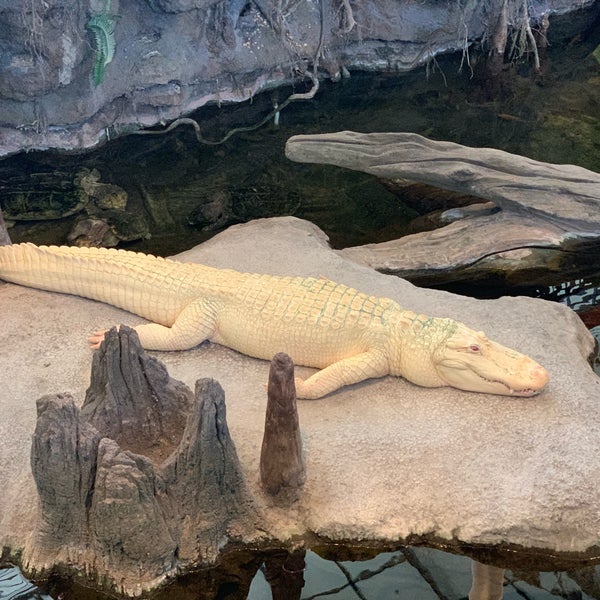 Foto diambil di Claude the Albino Alligator oleh Fernanda N. pada 7/19/2019