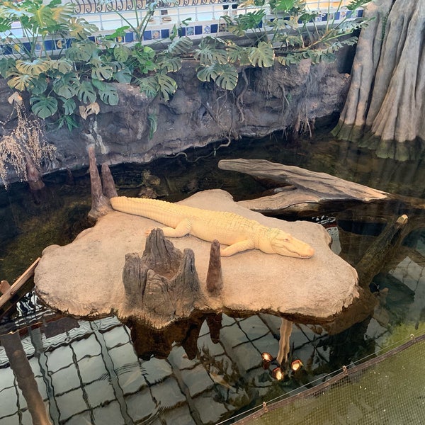 Photo taken at Claude the Albino Alligator by Fernanda N. on 7/19/2019