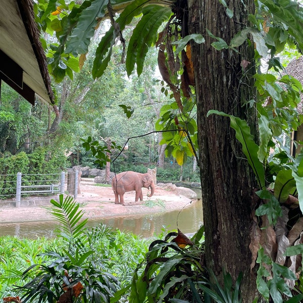 Foto tirada no(a) Singapore Zoo por MOHAMED em 4/15/2024