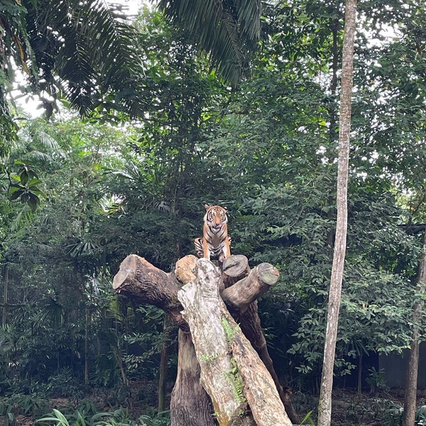 Foto diambil di Singapore Zoo oleh MOHAMED pada 4/15/2024