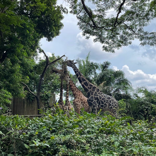 Photo taken at Singapore Zoo by MOHAMED on 4/15/2024