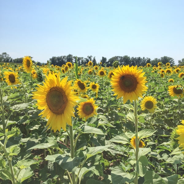 Photo taken at Sussex County Sunflower Maze by Soundz O. on 8/15/2015