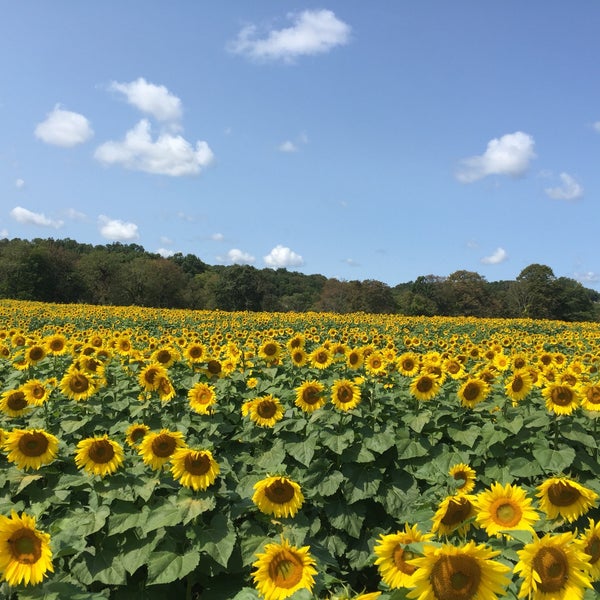 Foto diambil di Sussex County Sunflower Maze oleh David K. pada 9/10/2017