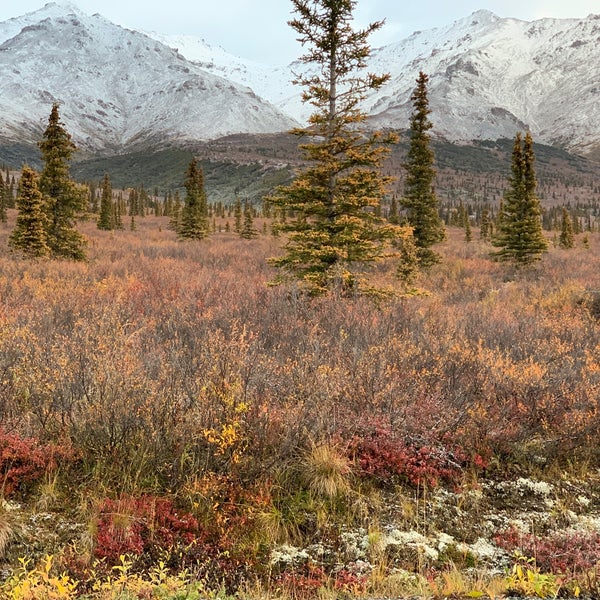 Hap Denali National Park Summer