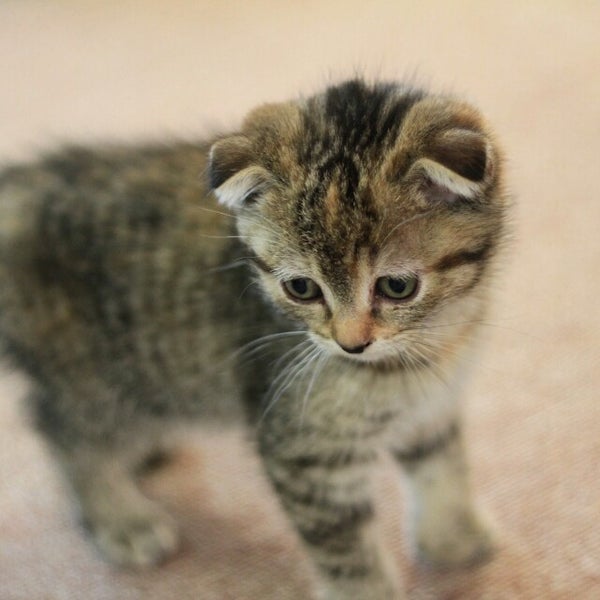 猫カフェ Ronron ロンロン 1 Tavsiye Da Fotograflar 猫カフェ Ronron ロンロン 1 Tavsiye Da Fotograflar