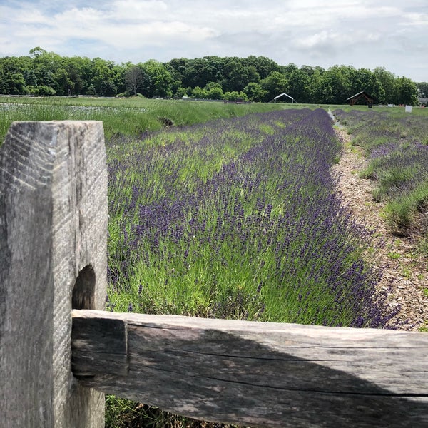 Photo taken at Lavender By the Bay - New York&#39;s Premier Lavender Farm by Judy H. on 6/23/2018