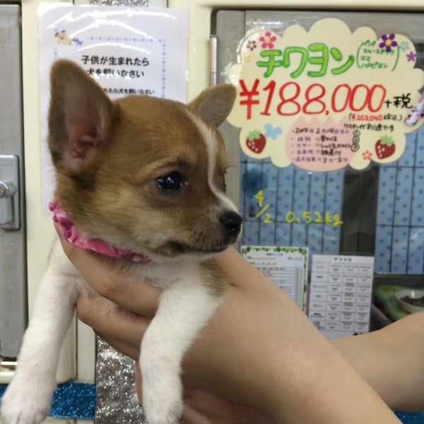 ペットショップ ディアフレンズ 立川店 閉業 立川 曙町2 11 2