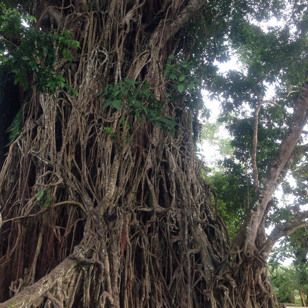 Photo taken at Biggest Balete Tree in Asia by C* D. on 12/21/2014
