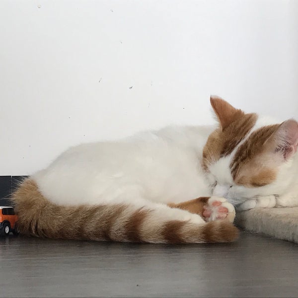 Photos At 猫カフェgato 山口市 山口県 Photos At 猫カフェgato 山口市 山口県