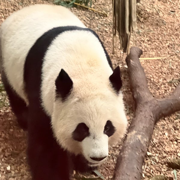 11/6/2022 tarihinde Melissa M.ziyaretçi tarafından Zoo Atlanta'de çekilen fotoğraf
