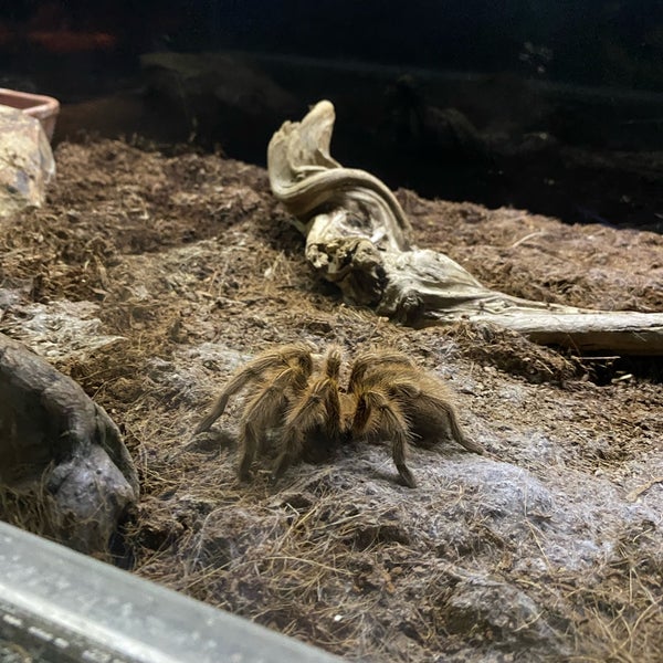 Photos At Jungle Park Vialand Theme Park Ride Attraction In Yesilpinar Photos At Jungle Park Vialand Theme Park Ride Attraction In Yesilpinar