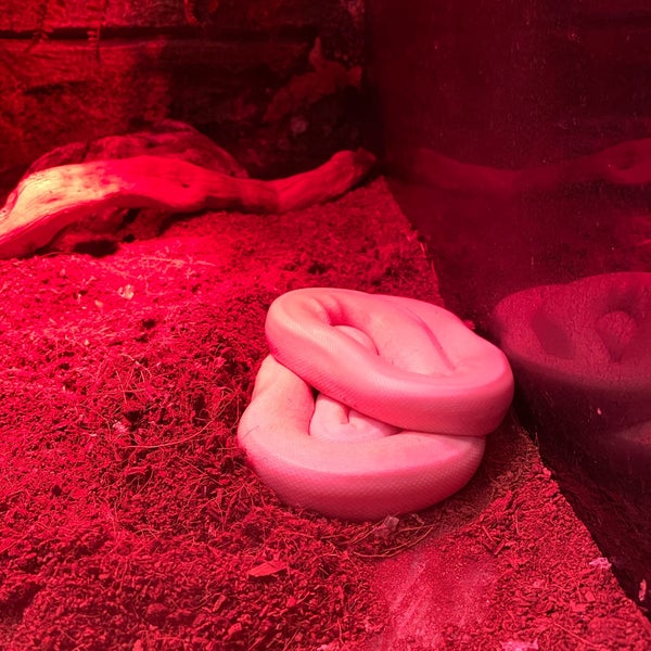 Photos At Jungle Park Vialand Theme Park Ride Attraction In Yesilpinar Photos At Jungle Park Vialand Theme Park Ride Attraction In Yesilpinar