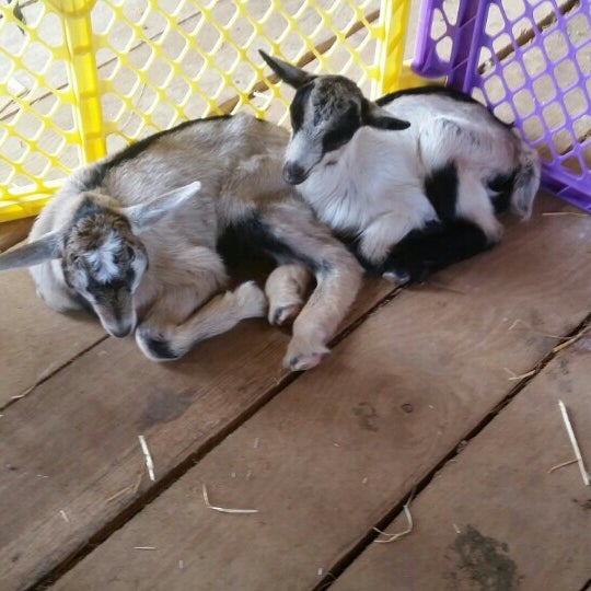 Mill Farm Lovettsville, VA