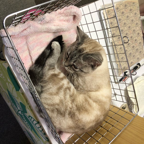 Photos At 猫カフェ Cat Cafe Nyanny ニャニー Pet Cafe In 神戸市