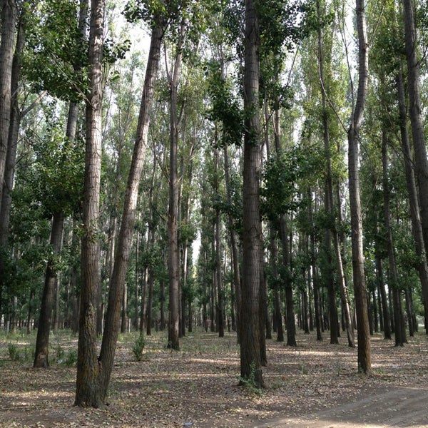 тополиная роща астрахань