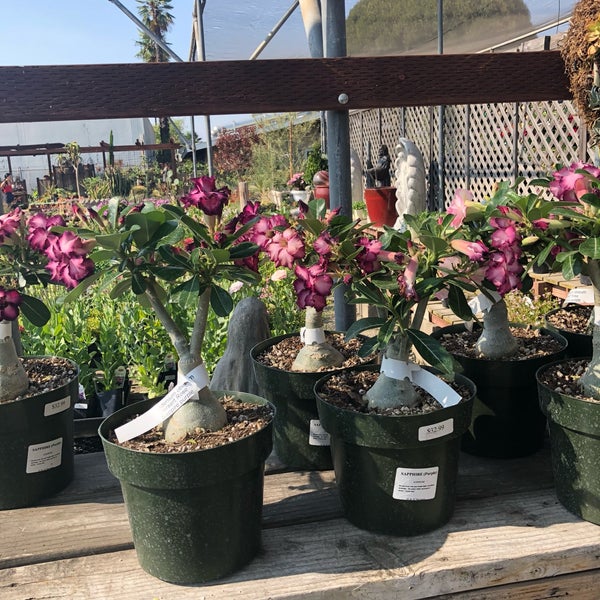 H & H Nursery Mayfair Lakewood, CA