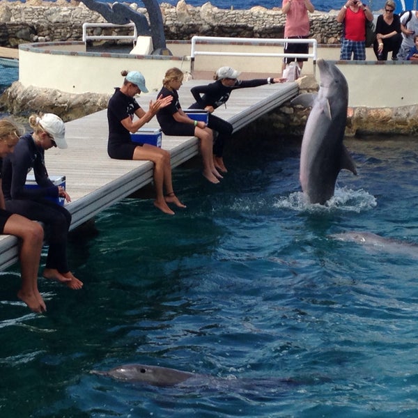 10/6/2015 tarihinde Casper v.ziyaretçi tarafından Dolphin Academy'de çekilen fotoğraf