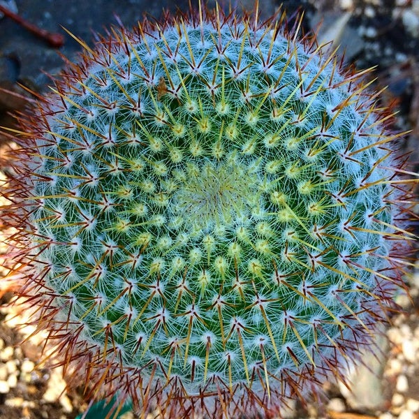 Foto tomada en Ruth Bancroft Garden  por Derk R. el 9/21/2014