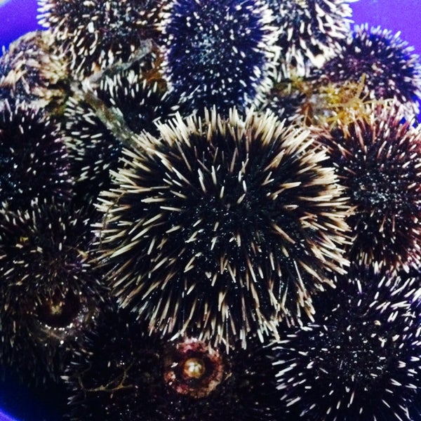 Sea urchin..!