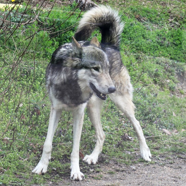 Fotos Em 東山動物園 シンリンオオカミ Atracao De Zoologico Em 千種区