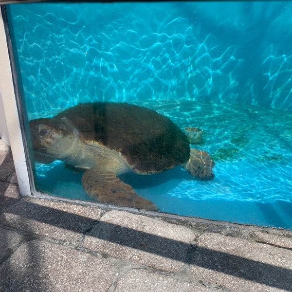 Photo taken at Loggerhead Marinelife Center by Mary on 5/29/2019