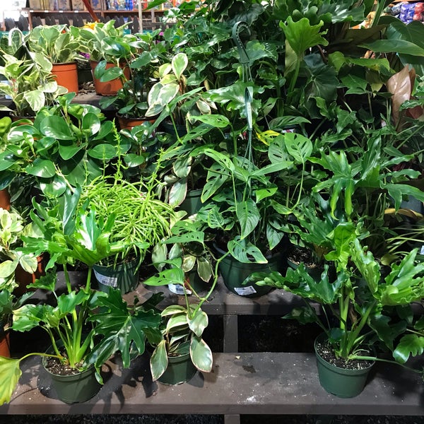 Armstrong Garden Centers 2 Tips From 118 Visitors
