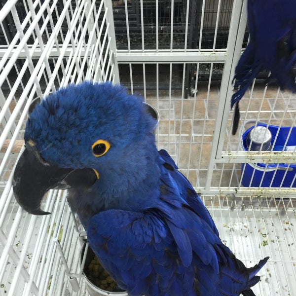 Mina pet market hot sale