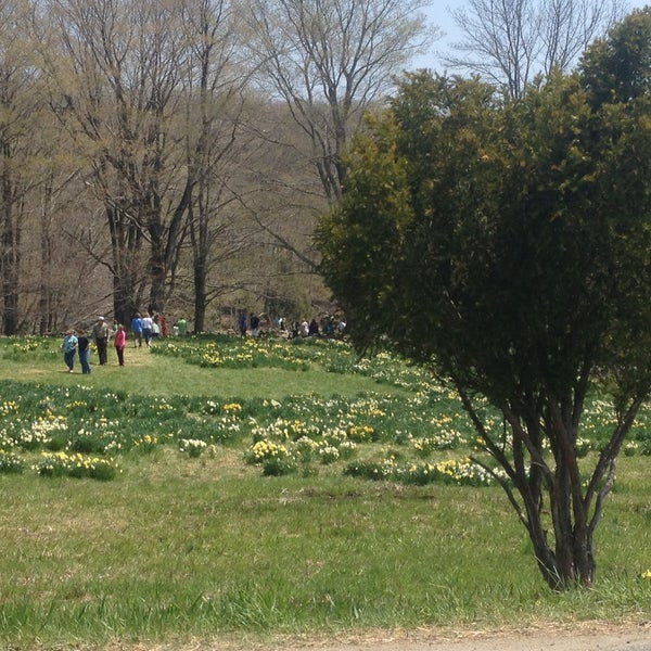 Daffodil Fields Northfield, CT