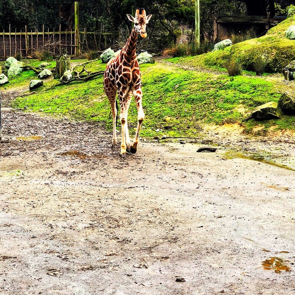 8/6/2018にShonikwa W.がWellington Zooで撮った写真