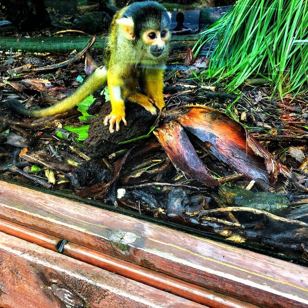 Foto tomada en Wellington Zoo  por Shonikwa W. el 8/6/2018