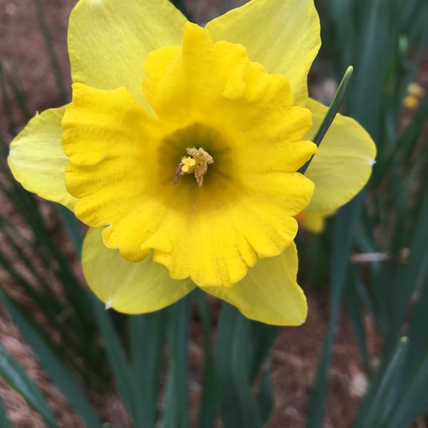 Photo taken at Airlie Gardens by Susannah S. on 2/23/2019