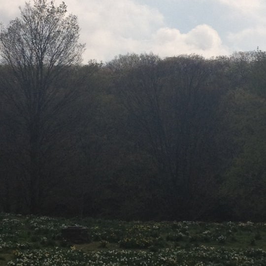 Daffodil Fields Northfield, CT