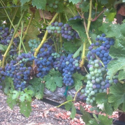 Photo taken at Tedeschi Family Winery by Trisha R. on 8/4/2012