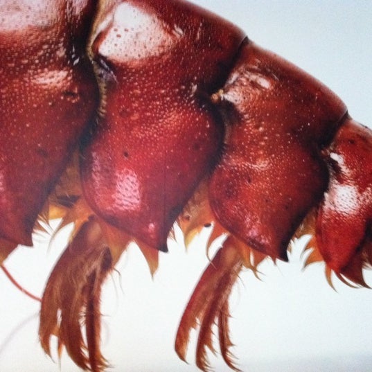 How lobster communicate. How lobster communicate