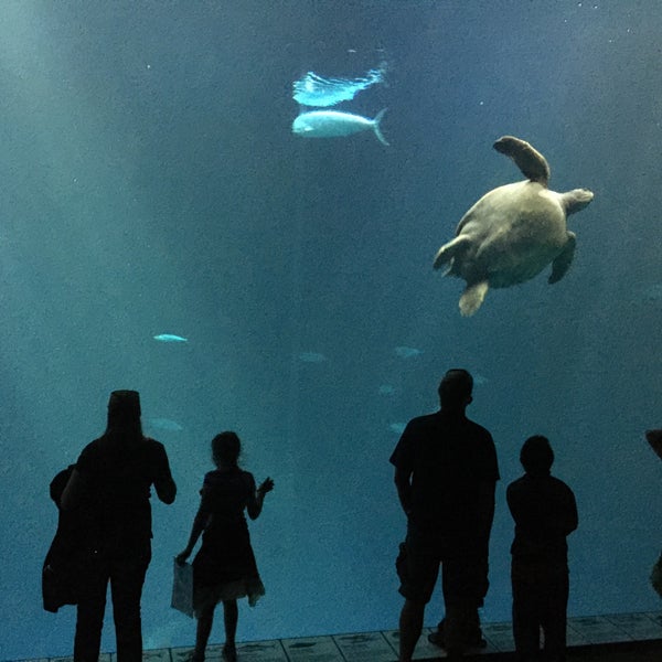รูปภาพถ่ายที่ Monterey Bay Aquarium โดย Viking เมื่อ 6/7/2015