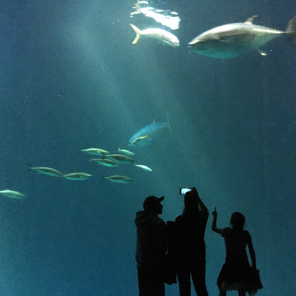 Photo prise au Monterey Bay Aquarium par Viking le6/7/2015