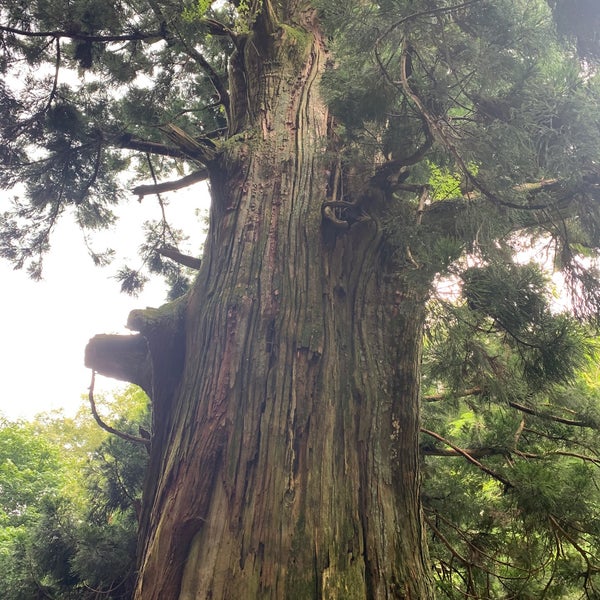 Photos At 矢立の杉 黒野田 大月市 山梨県 Photos At 矢立の杉 黒野田 大月市 山梨県