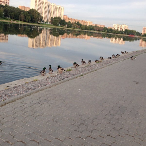 Гольяново уральская. Гольяново уральская