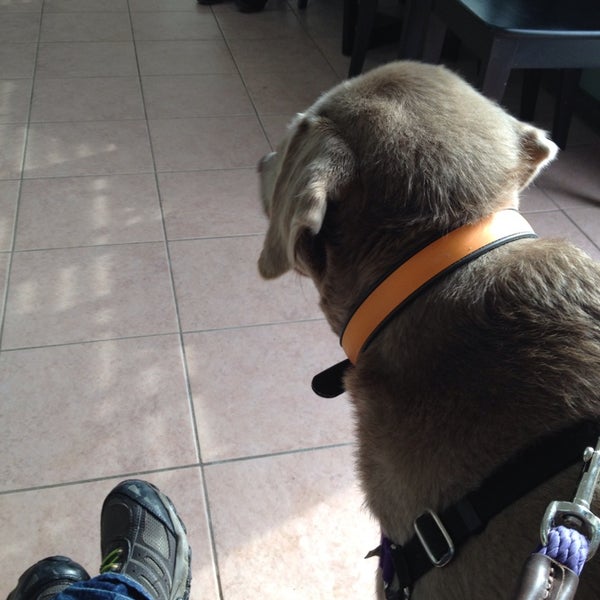 Dogtopia Of Tysons Corner Dog Run In West