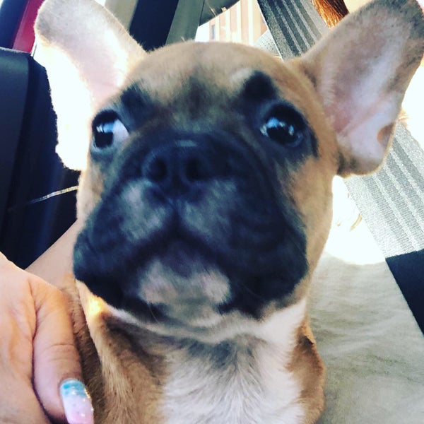 assumpta dog and cat clinic