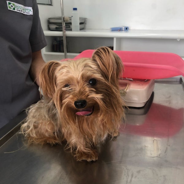 assumpta dog and cat clinic