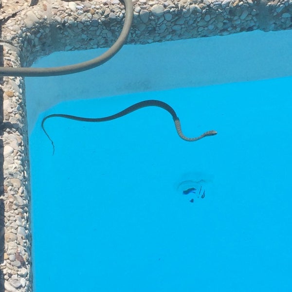 17 temporada grey assistir