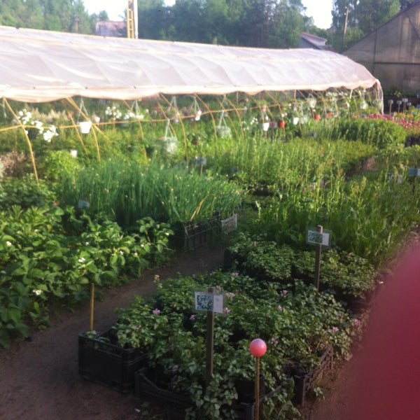 16 парковая рассада. Плодопитомник в тюмени. Сайт гагаринского питомника. Энгельсский гагаринский питомник плодовых саженцев. Питомник никольское белгород.