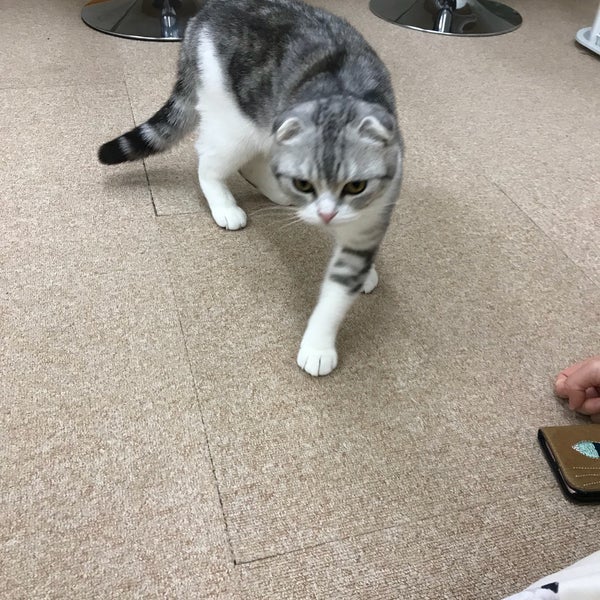 Photos At 猫カフェ Nyanchi Cafe In 野々市市