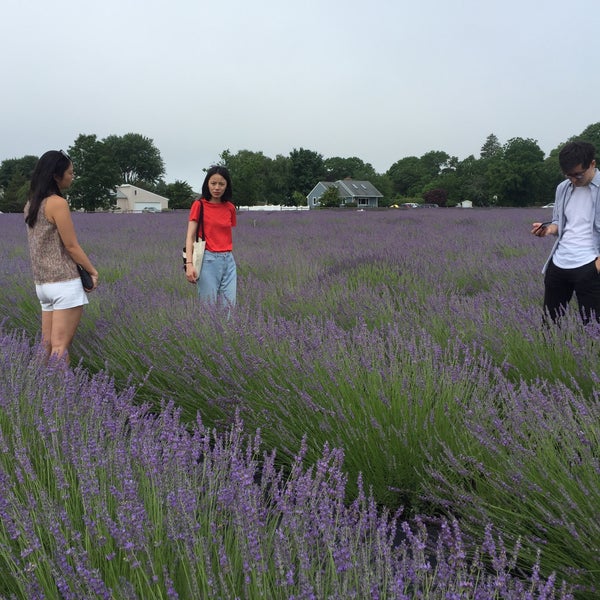 7/5/2016에 Sang Z.님이 Lavender By the Bay - New York&#39;s Premier Lavender Farm에서 찍은 사진