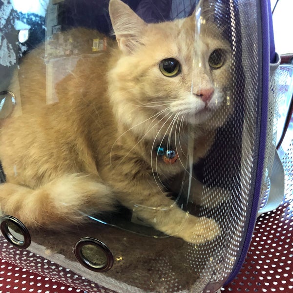 Muezza Veterinary Services Medan Idaman 4 Tips From 287 Visitors