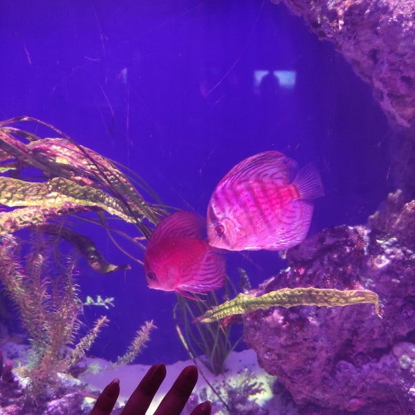 Photo taken at Antalya Aquarium by Gül on 8/15/2023